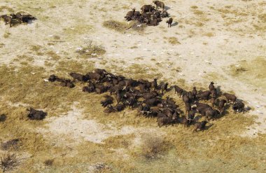 Cape Buffaloes (Syncerus caffer caffer), resting herd, flying Cattle Egrets (Bubulcus ibis), Okavango Delta, Botswana, Africa clipart