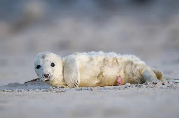 Tuleň Šedý Halichoerus Grypus Mladý Vyjící Helgoland Šlesvicko Holštýnsko Německo — Stock fotografie