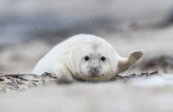 Selo Cinzento Halichoerus Grypus Jovem Uivo Heligolândia Schleswig Holstein Alemanha — Fotografia de Stock