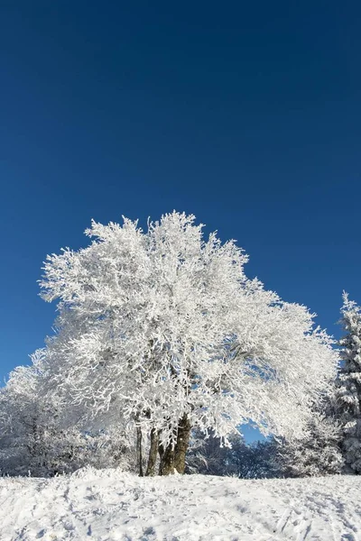 Árvore Nevada Gaisberg Salzburgo Áustria Europa — Fotografia de Stock