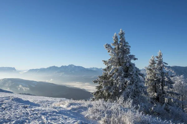 Vista Wintry Gaisberg Vale Salzach Goll Hohen Árvores Nevadas Salzburgo — Fotografia de Stock