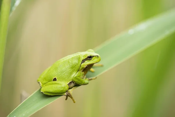 European Tree Frog Hyla Arborea Lake Neusiedl National Park Burgenland — Φωτογραφία Αρχείου