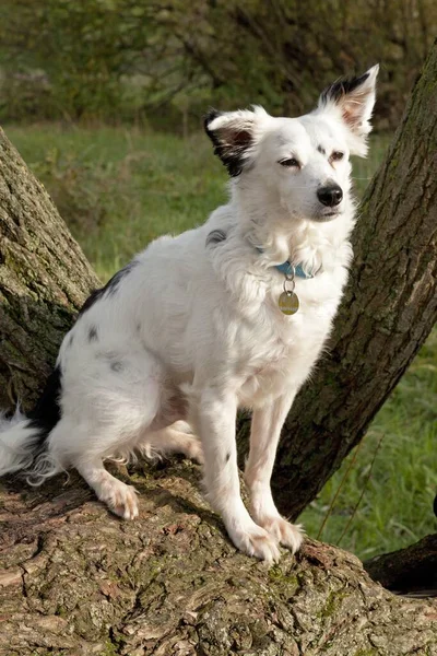 Blandras Sittande Trädstam — Stockfoto