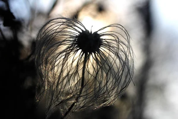 Kínai Clematis Clematis Orientalis Gyümölcsös Stand Kifakult Háttérvilágítás Baden Wrttemberg — Stock Fotó