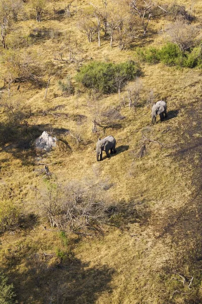 Elefantes Africanos Loxodonta Africana Dois Touros Roamimg Vista Aérea Delta — Fotografia de Stock