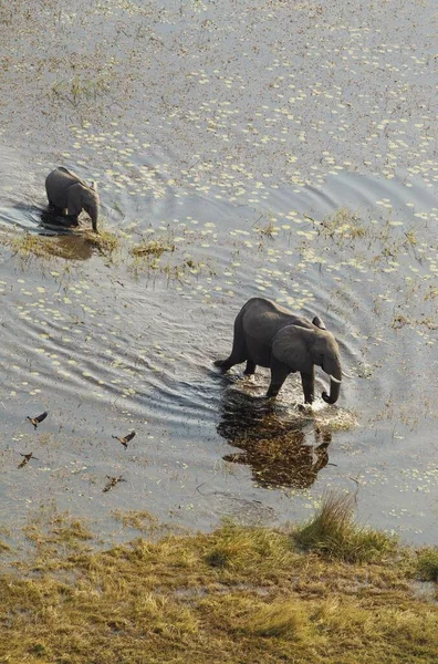 Afrikai Elefántok Loxodonta Africana Tehén Borjúval Édesvízi Mocsárban Légi Felvétel — Stock Fotó