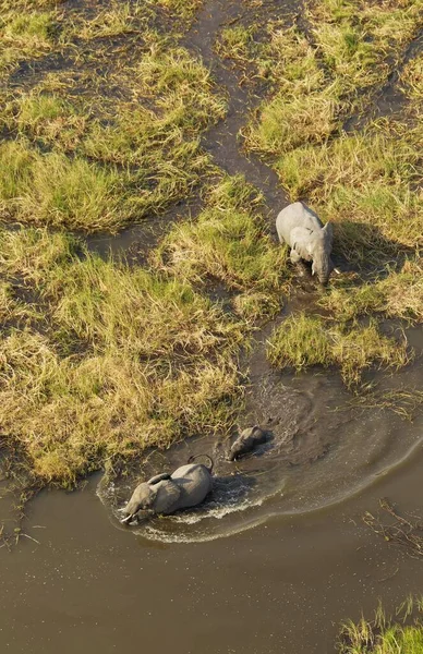 African Elephants Loxodonta Africana Two Cows Calf Freshwater Marsh Aerial — Stok fotoğraf