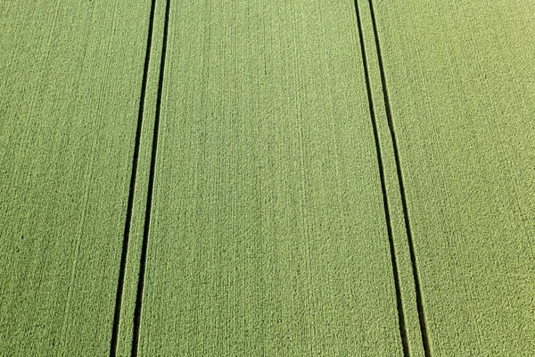 Вид Воздуха Зеленое Пшеничное Поле Тракторными Дорожками Ландсхут Нижняя Бавария — стоковое фото