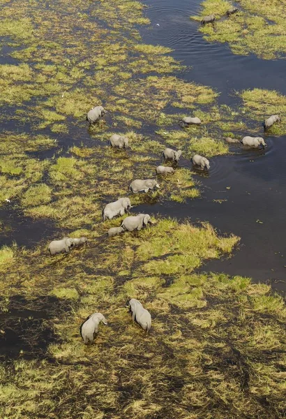 Elefanti Africani Loxodonta Africana Allevamento Bestiame Alimentazione Bere Una Palude — Foto Stock