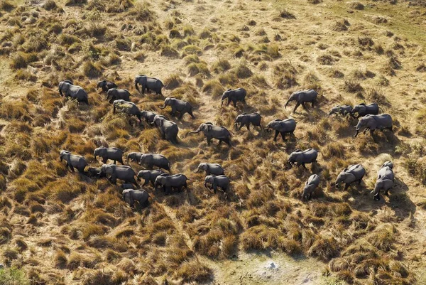 Elefantes Africanos Loxodonta Africana Rebanho Reprodutor Itinerância Vista Aérea Delta — Fotografia de Stock