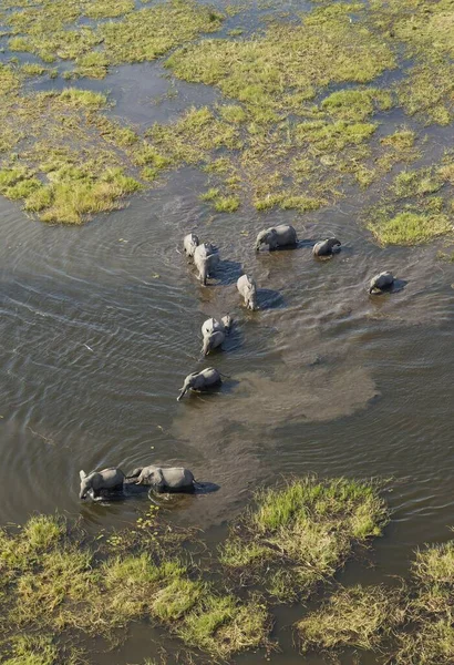 African Elephants Loxodonta Africana Breeding Herd Crossing Stream Aerial View — Stok fotoğraf