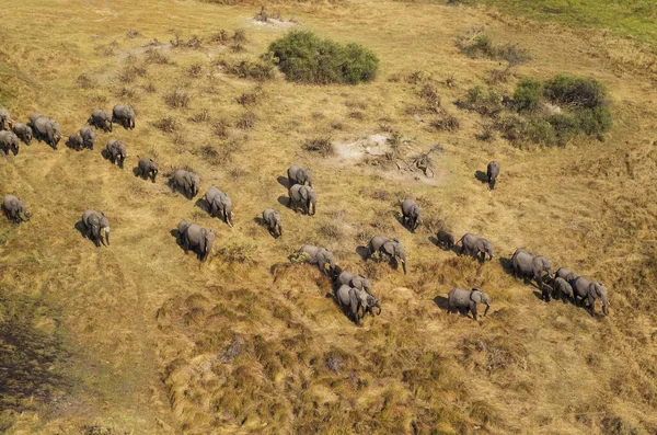 Elefantes Africanos Loxodonta Africana Rebanho Reprodutor Itinerância Vista Aérea Delta — Fotografia de Stock