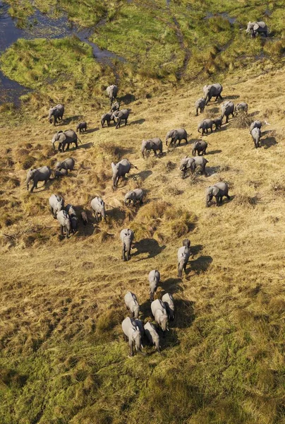 Elefantes Africanos Loxodonta Africana Rebanho Reprodutor Vagueando Pântano Água Doce — Fotografia de Stock