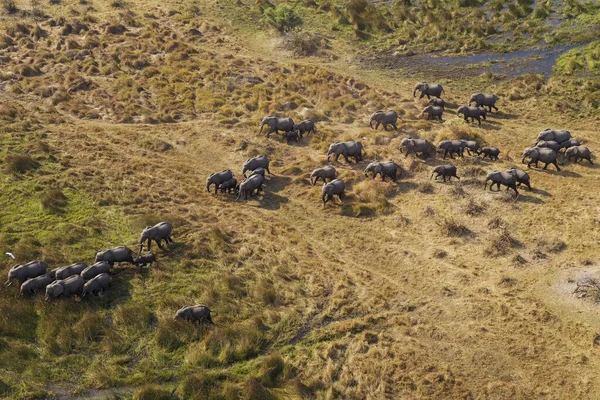 Elefanti Africani Loxodonta Africana Mandria Nidificante Roaming Una Palude Acqua — Foto Stock