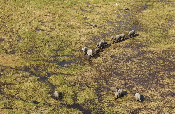 Elefanti Africani Loxodonta Africana Mandria Nidificante Roaming Una Palude Acqua — Foto Stock