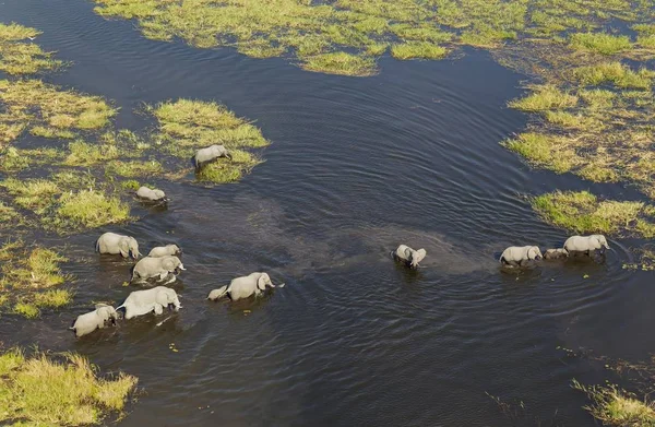 Африканські Слони Loxodonta Africana Розмножуються Стадом Перетинає Потік Вигляд Повітря — стокове фото