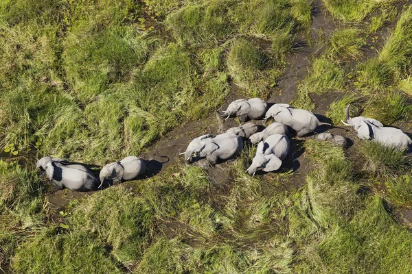 Африканські Слони Loxodonta Africana Розмножуються Стадами Блукають Прісноводних Болотах Повітряного — стокове фото