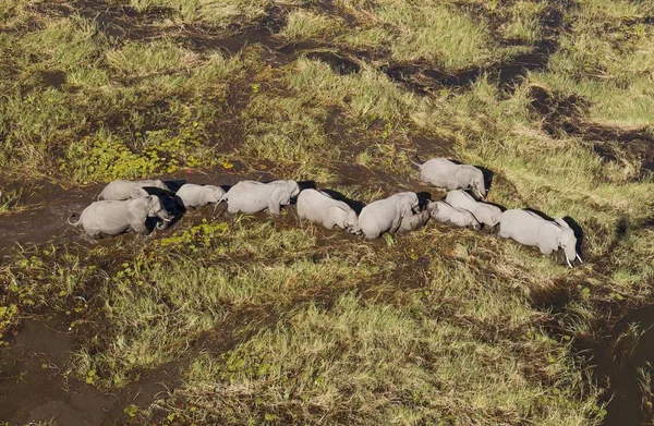 Elefanti Africani Loxodonta Africana Mandria Nidificante Roaming Una Palude Acqua — Foto Stock