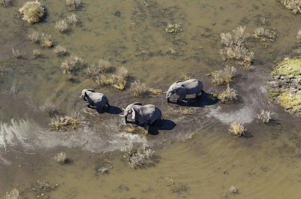 African Elephants Loxodonta Africana Two Cows Calf Roaming Freshwater Marsh — Stock Photo, Image