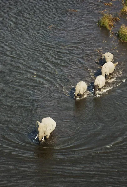 Африканские Слоны Loxodonta Affaba Пять Самок Пересекающие Ручей Вид Воздуха — стоковое фото