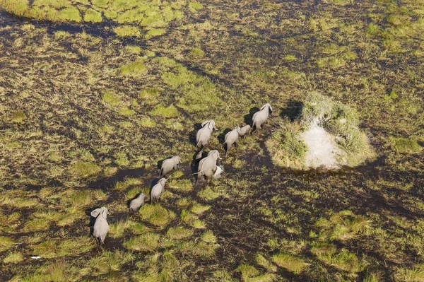 Afrikai Elefántok Loxodonta Africana Tenyészállomány Vándorlás Édesvízi Mocsárban Légi Kilátás — Stock Fotó