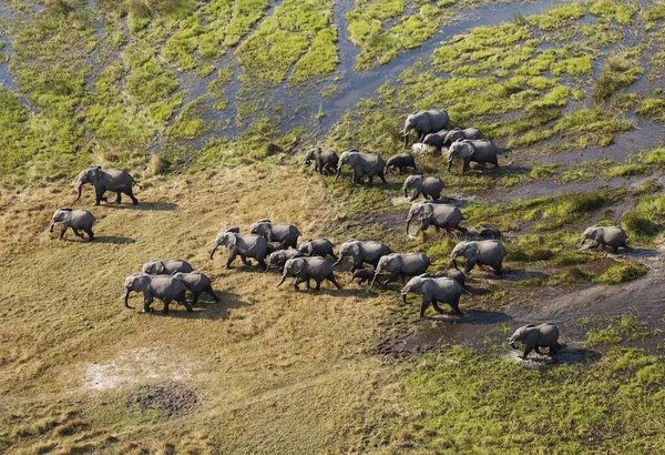 African Elephants Loxodonta Africana Breeding Herd Roaming Freshwater Marsh Aerial — Stock Photo, Image