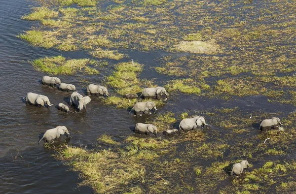 Африканські Слони Loxodonta Africana Розмножуються Стадами Блукають Прісноводних Болотах Повітряного — стокове фото
