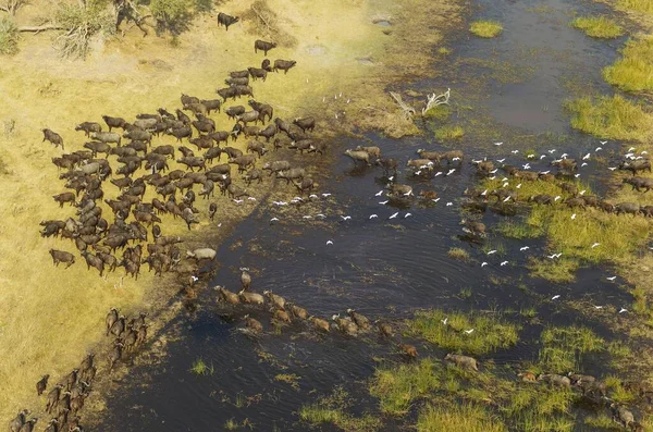 Cape Buffaloes Syncerus Caffer Caffer Caffer Cruzando Uma Área Pantanosa — Fotografia de Stock