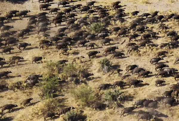 Cape Buffaloes Syncerus Caffer Caffer Rebanho Ambulante Okavango Delta Botswana — Fotografia de Stock