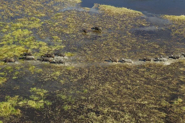 Cape Buffaloes Syncerus Caffer Caffer Caffer Rebanho Ambulante Pântano Água — Fotografia de Stock