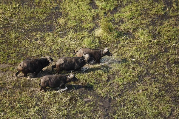 Cape Buffaloes Syncerus Caffer Caffer Caffer Quatro Touros Passeando Pântano — Fotografia de Stock