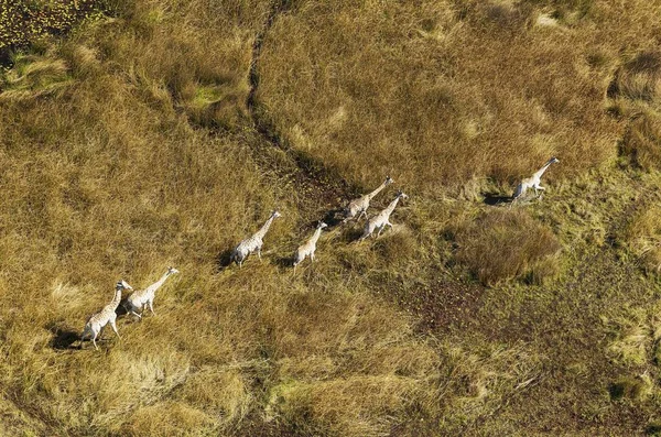 Żyrafy Południowoafrykańskie Żyrafa Camelopardalis Żyrafa Wędrujące Bagnach Słodkowodnych Okavango Delta — Zdjęcie stockowe