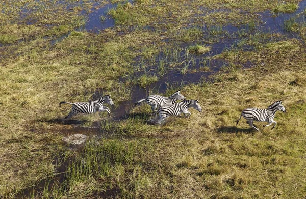 Burchell Zebras Equus Quagga Burchelli Running Freshwater Marsh Area Aerial — Stock Photo, Image