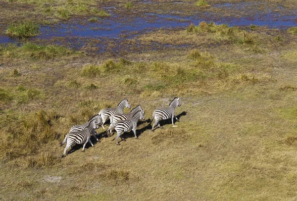 Zebre Burchell Equus Quagga Burchelli Roaming Margini Una Palude Acqua — Foto Stock