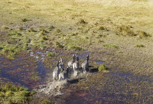 Zebre Burchell Equus Quagga Burchelli Esecuzione Una Zona Paludosa Acqua — Foto Stock