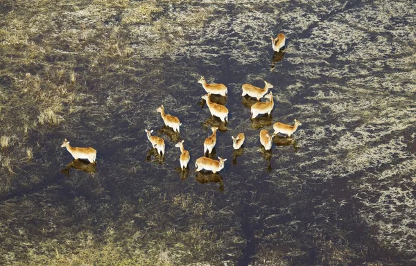 Red Lechwe Kobus Leche Leche Branco Una Palude Acqua Dolce — Foto Stock