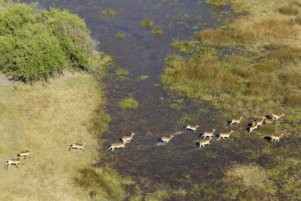 Red Lechwe Kobus Leche Leche Correndo Pântano Água Doce Vista — Fotografia de Stock