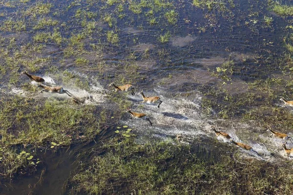 Red Lechwe Kobus Leche Leche Running Freshwater Marsh Aerial View — Stockfoto