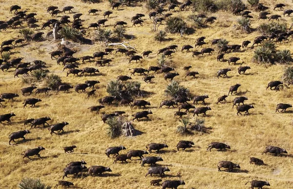 Cape Buffaloes Syncerus Caffer Caffer Αγέλη Περιαγωγής Δέλτα Okavango Μποτσουάνα — Φωτογραφία Αρχείου
