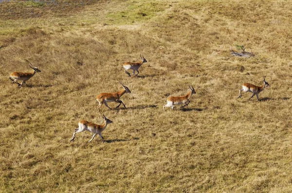 Czerwony Lechwe Kobus Leche Leche Stado Kawalerów Biegnące Skraju Bagien — Zdjęcie stockowe