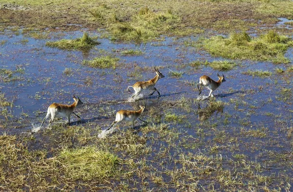 Red Lechwe Kobus Leche Leche Diversi Maschi Anziani Esecuzione Una — Foto Stock