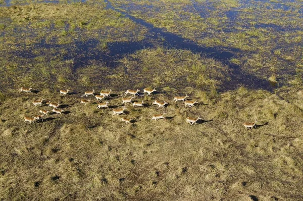 Red Lechwe Kobus Leche Leche Running Freshwater Marsh Aerial View — Stok fotoğraf