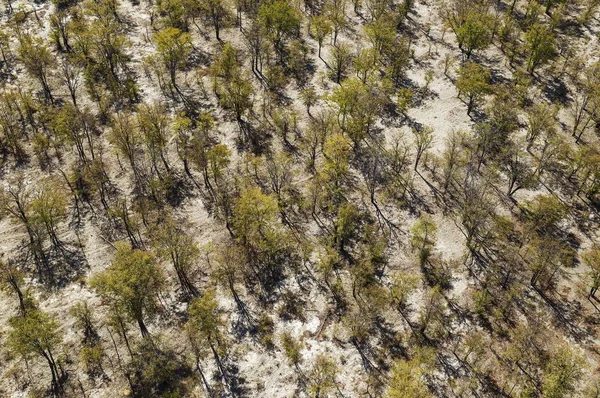 Мопани Colophospermum Mopane Вигляд Повітря Дельта Окаванго Ботсвана Африка — стокове фото