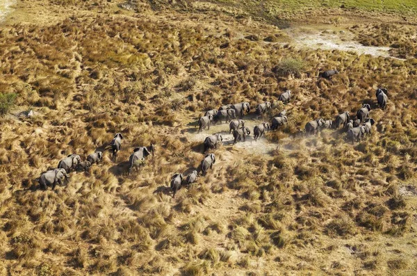 Elefanti Africani Loxodonta Africana Mandrie Nidificanti Roaming Alto Destra Ippopotamo — Foto Stock