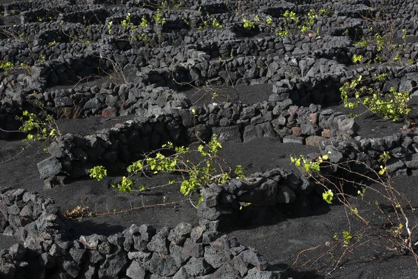 Αμπέλια Προστατευόμενα Από Ξερολιθιές Από Βράχους Λάβας Μοναδικούς Αμπελώνες Ηφαιστειακή — Φωτογραφία Αρχείου