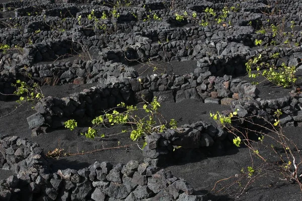 Vinhas Protegidas Por Paredes Secas Feitas Rochas Lava Vinhas Únicas — Fotografia de Stock