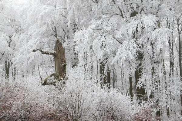 Φυλλοβόλο Δάσος Καλυμμένο Χιόνι Έσση Γερμανία Ευρώπη — Φωτογραφία Αρχείου