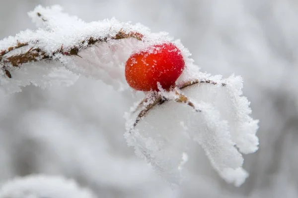 Rose Hip Rosa Canina Covered Snow Hoarfrost Hesse Germany Europe — ストック写真