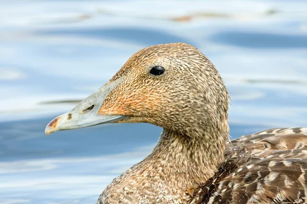 Eider Comum Somateria Mollissima Feminino Heligolândia Schleswig Holstein Alemanha Europa — Fotografia de Stock