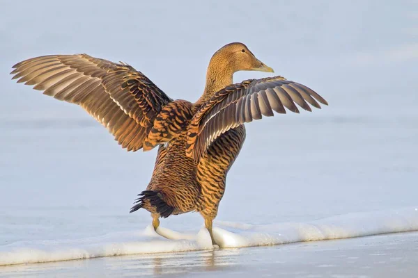 Common Eider Somateria Mollissima Female Wings Outstretched Heligoland Schleswig Holstein — Stock Photo, Image